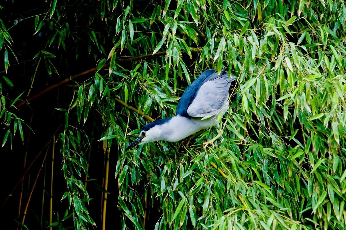随拍——明湖夜鹭