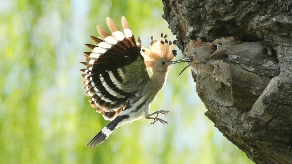 #版主坐堂#索尼大版星空(中国)2025年 5 月份优秀作品精选汇总