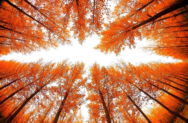 Y-06【不老松：纪实摄影】(01)晚秋的沧州有片杨树林叶黄了！正是爱美之人打卡地！