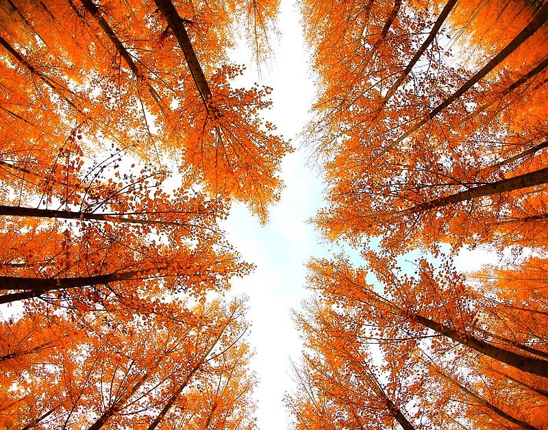 Y-06【不老松：纪实摄影】(01)晚秋的沧州有片杨树林叶黄了！正是爱美之人打卡地！