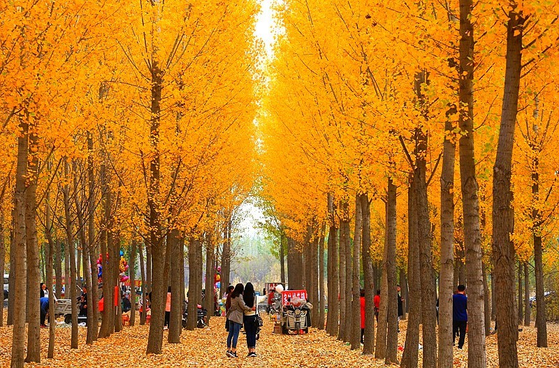 Y-06【不老松：纪实摄影】(01)晚秋的沧州有片杨树林叶黄了！正是爱美之人打卡地！