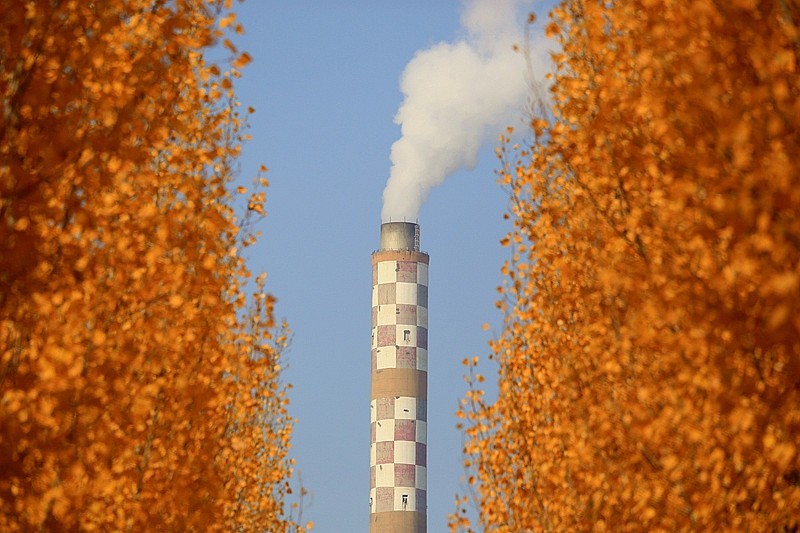 Y-06【不老松：纪实摄影】(01)晚秋的沧州有片杨树林叶黄了！正是爱美之人打卡地！