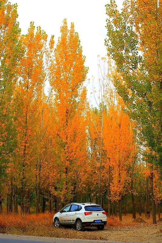 Y-06【不老松：纪实摄影】(01)晚秋的沧州有片杨树林叶黄了！正是爱美之人打卡地！