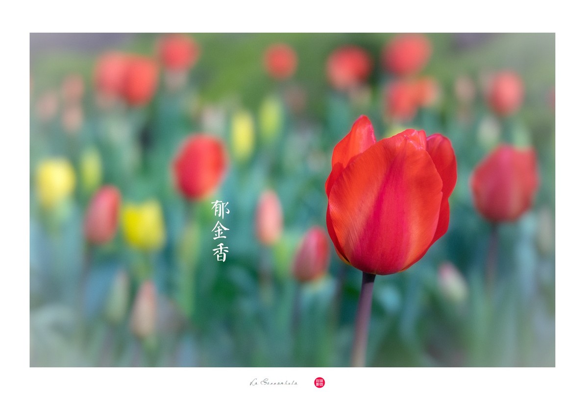 花草一组