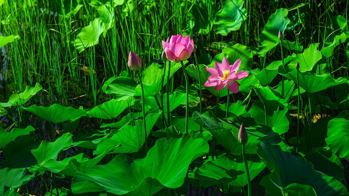 荷花集锦—(荷塘初拍)
