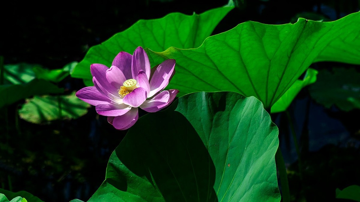 荷花集锦—(荷塘初拍)