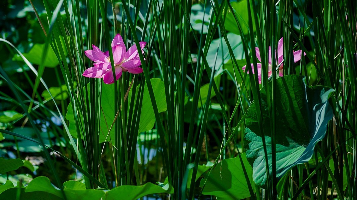 荷花集锦—(荷塘初拍)