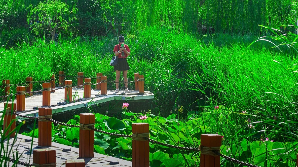 荷花集锦—(荷塘初拍)