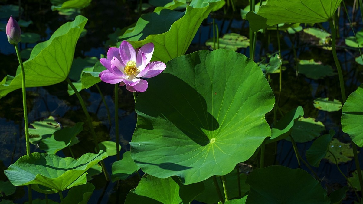 荷花集锦—(荷塘初拍)
