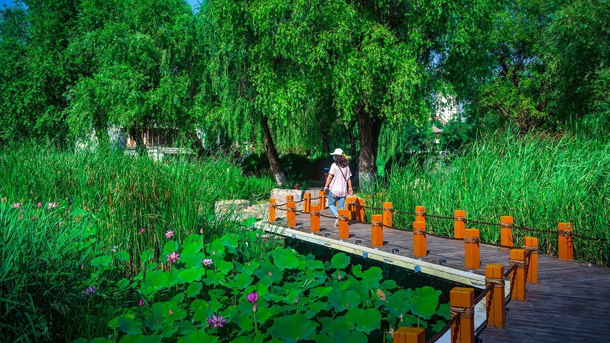 荷花集锦—(荷塘初拍)