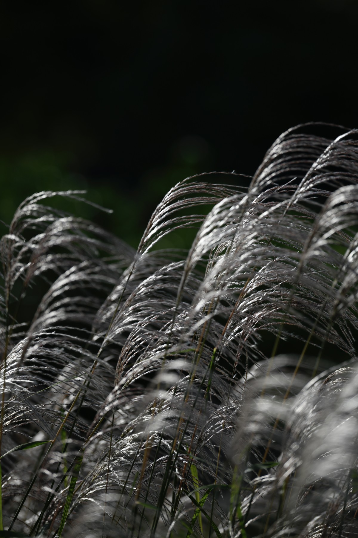 京城的早早晚晚