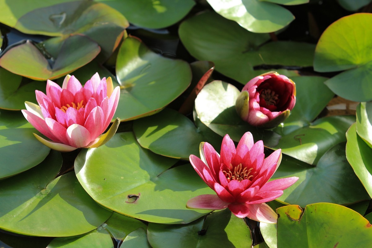 拍摄花卉一（270）