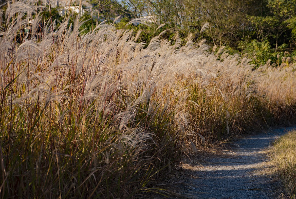 拍照狂魔之-深秋芦花【9P】