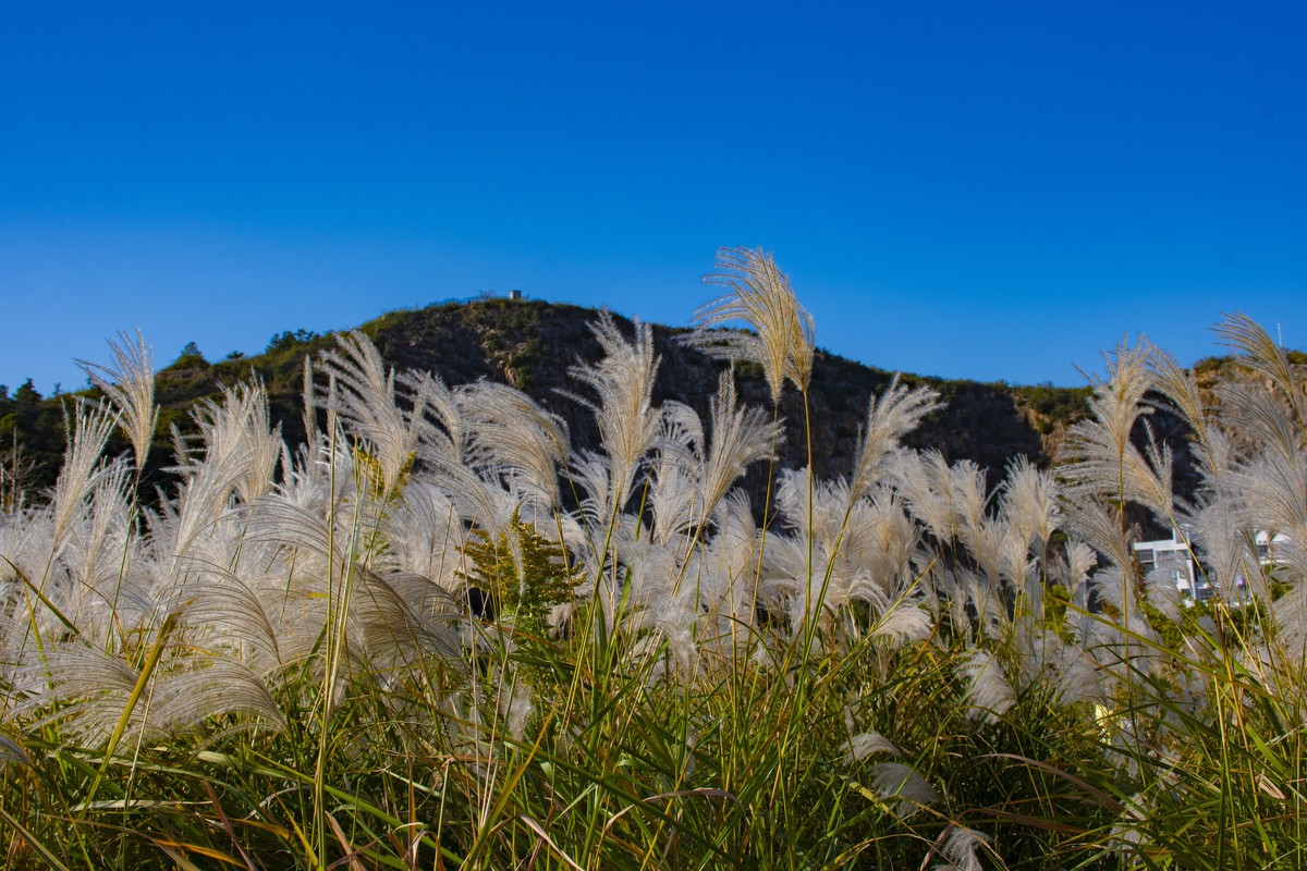 拍照狂魔之-深秋芦花【9P】