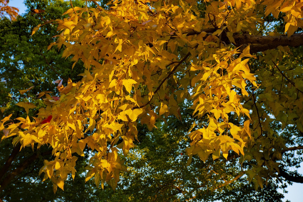 拍照狂魔之-白雲深処【9P】