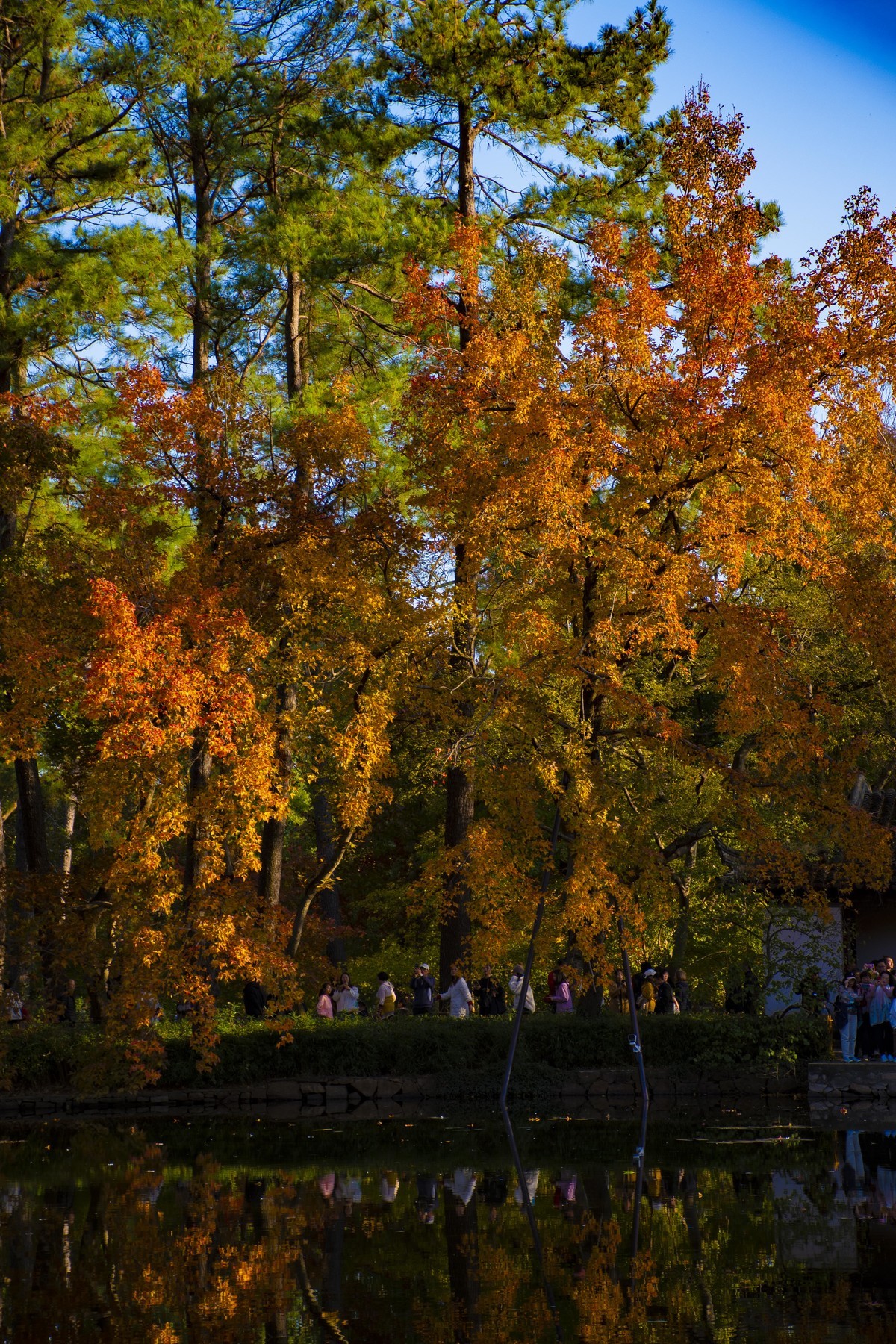 拍照狂魔之-天平紅葉【9P】