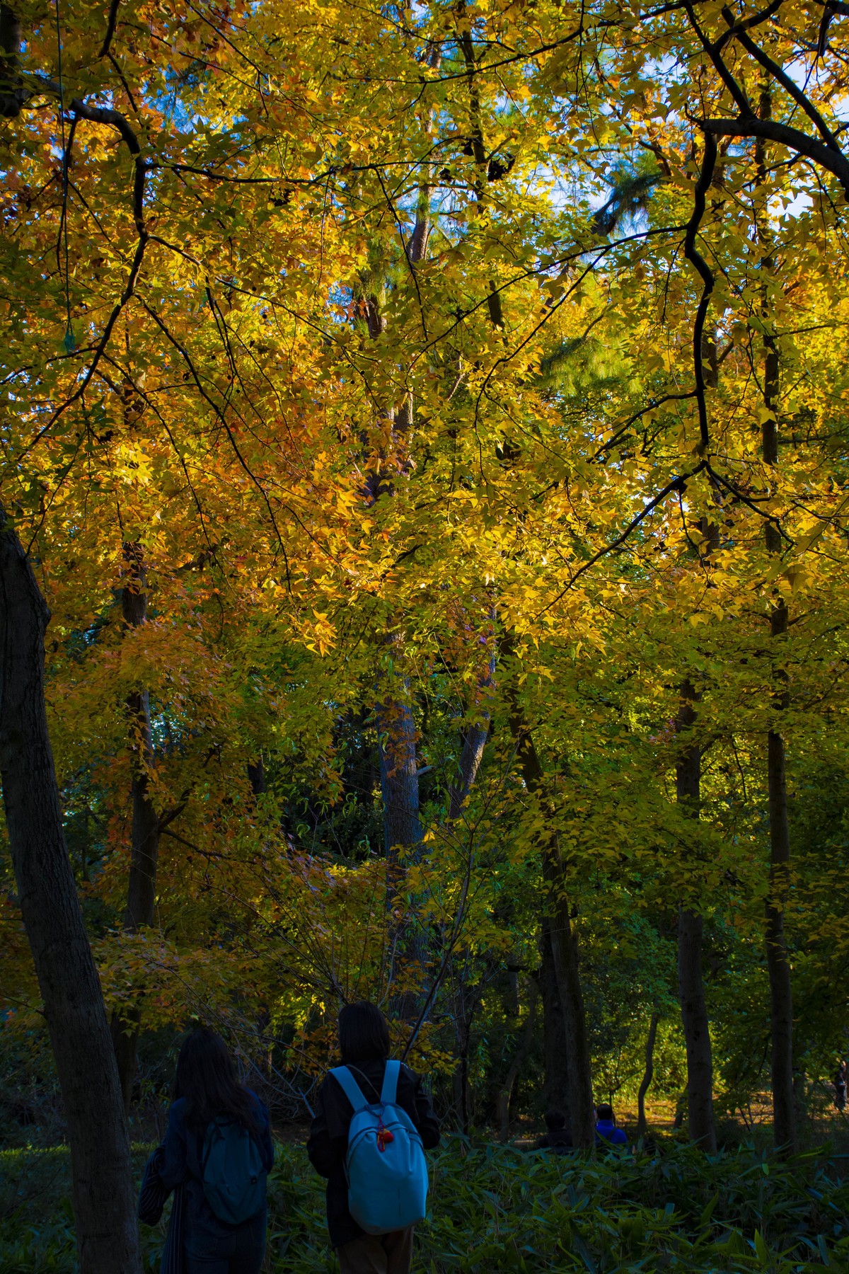 拍照狂魔之-天平紅葉【9P】