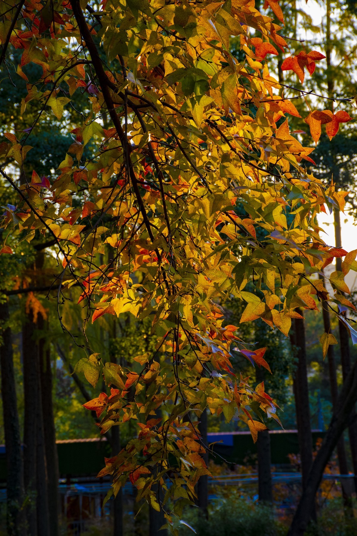 拍照狂魔之-天平紅葉【9P】