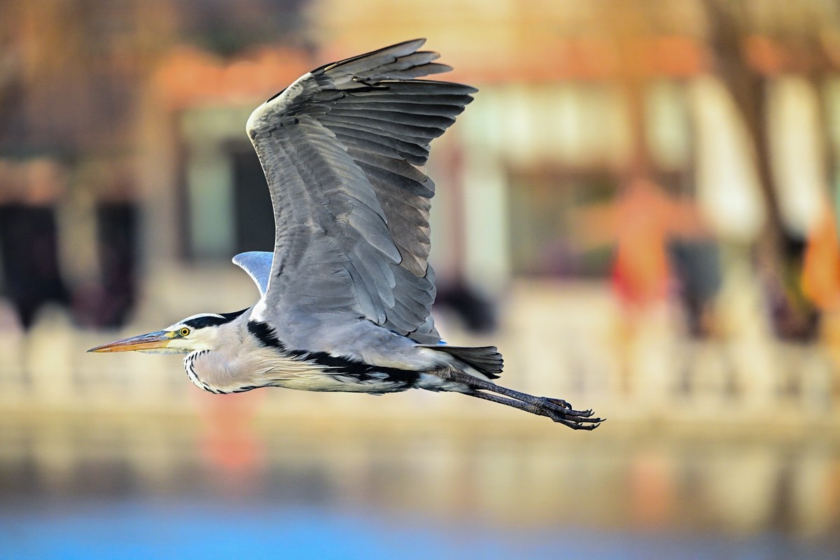 打打飞鸟（试机试镜）