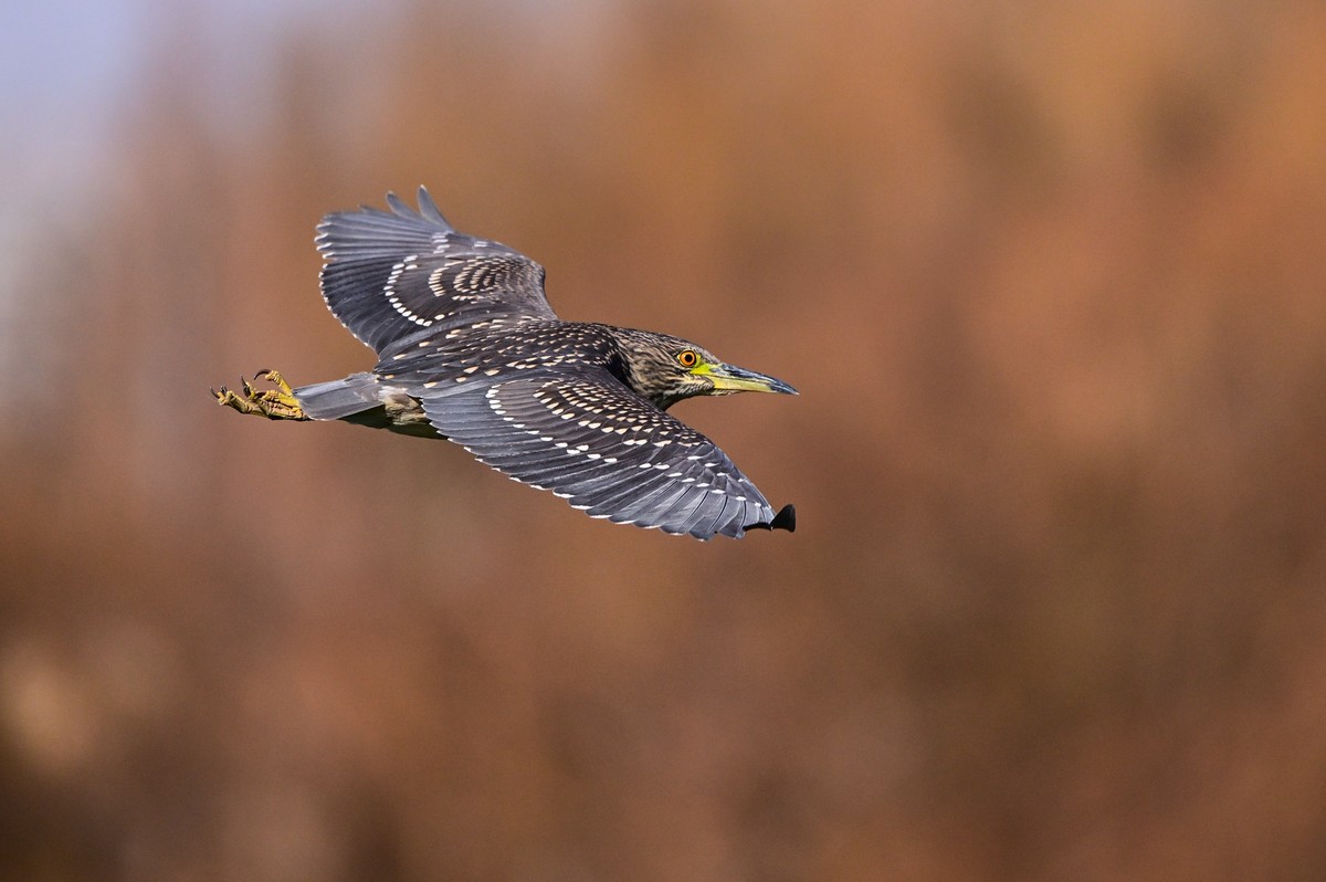 打打飞鸟（试机试镜）