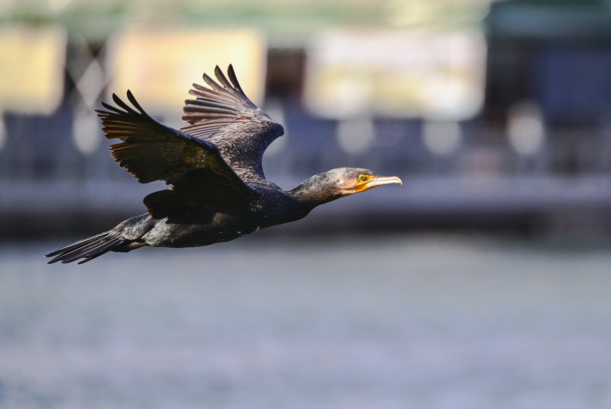 打打飞鸟（试机试镜）