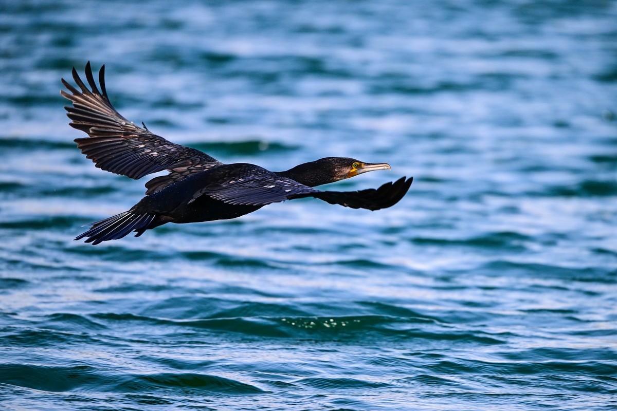 打打飞鸟（试机试镜）