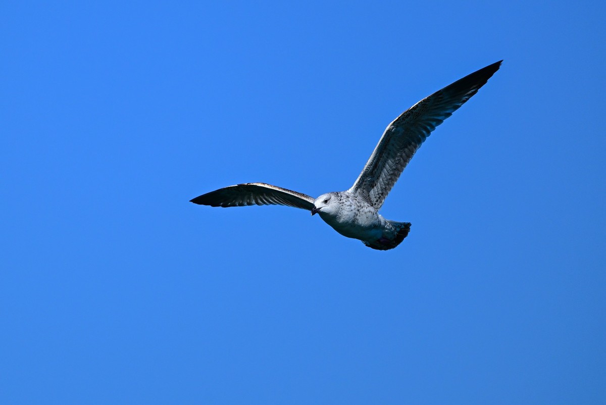 打打飞鸟（试机试镜）