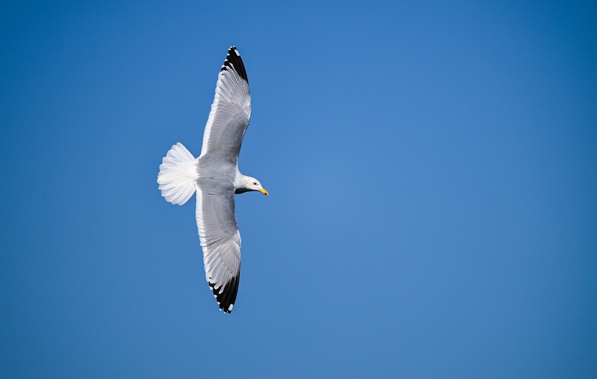 打打飞鸟（试机试镜）