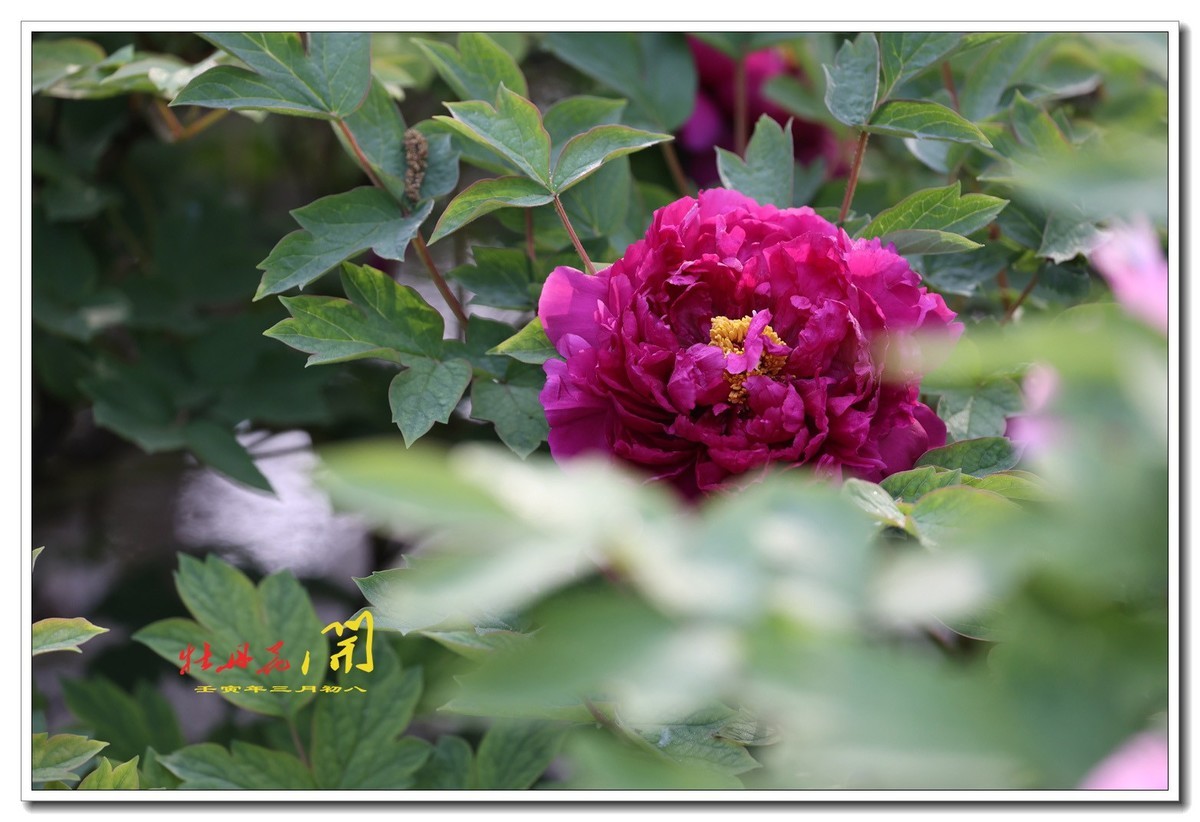 牡丹花开15【2022-0391】