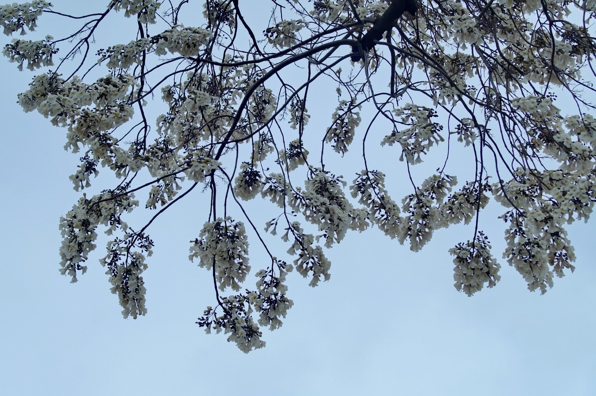 春 天 的 泡 桐 花