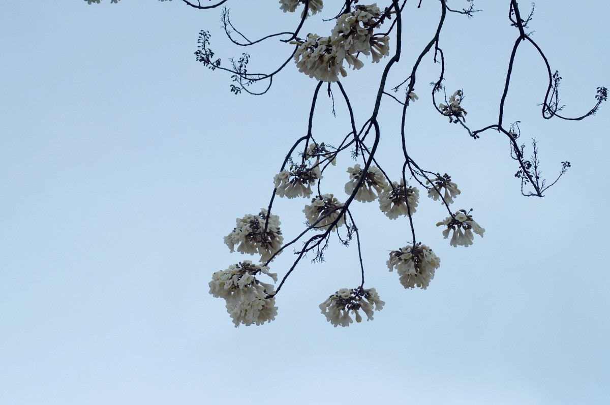 春 天 的 泡 桐 花