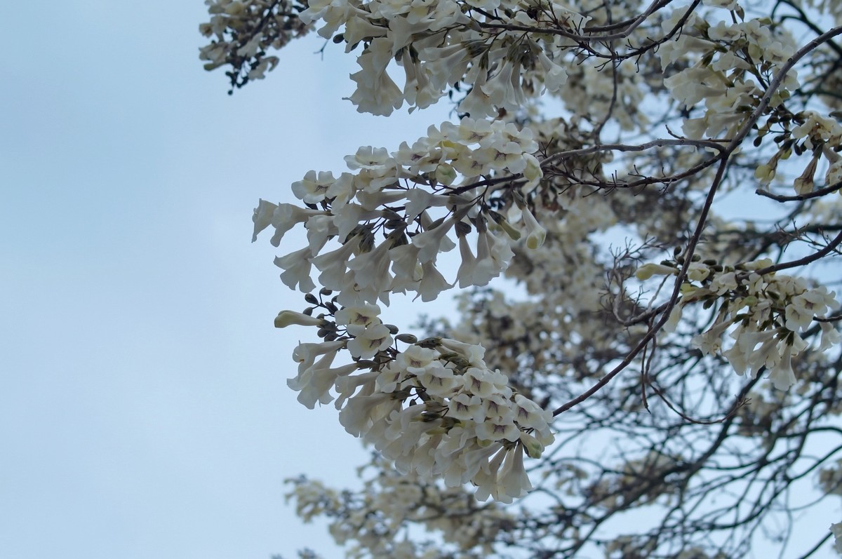 春 天 的 泡 桐 花