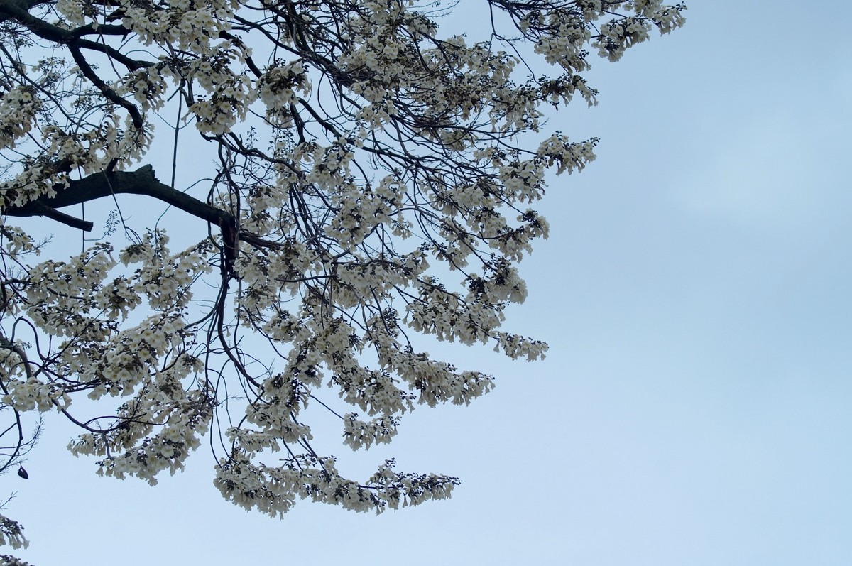 春 天 的 泡 桐 花