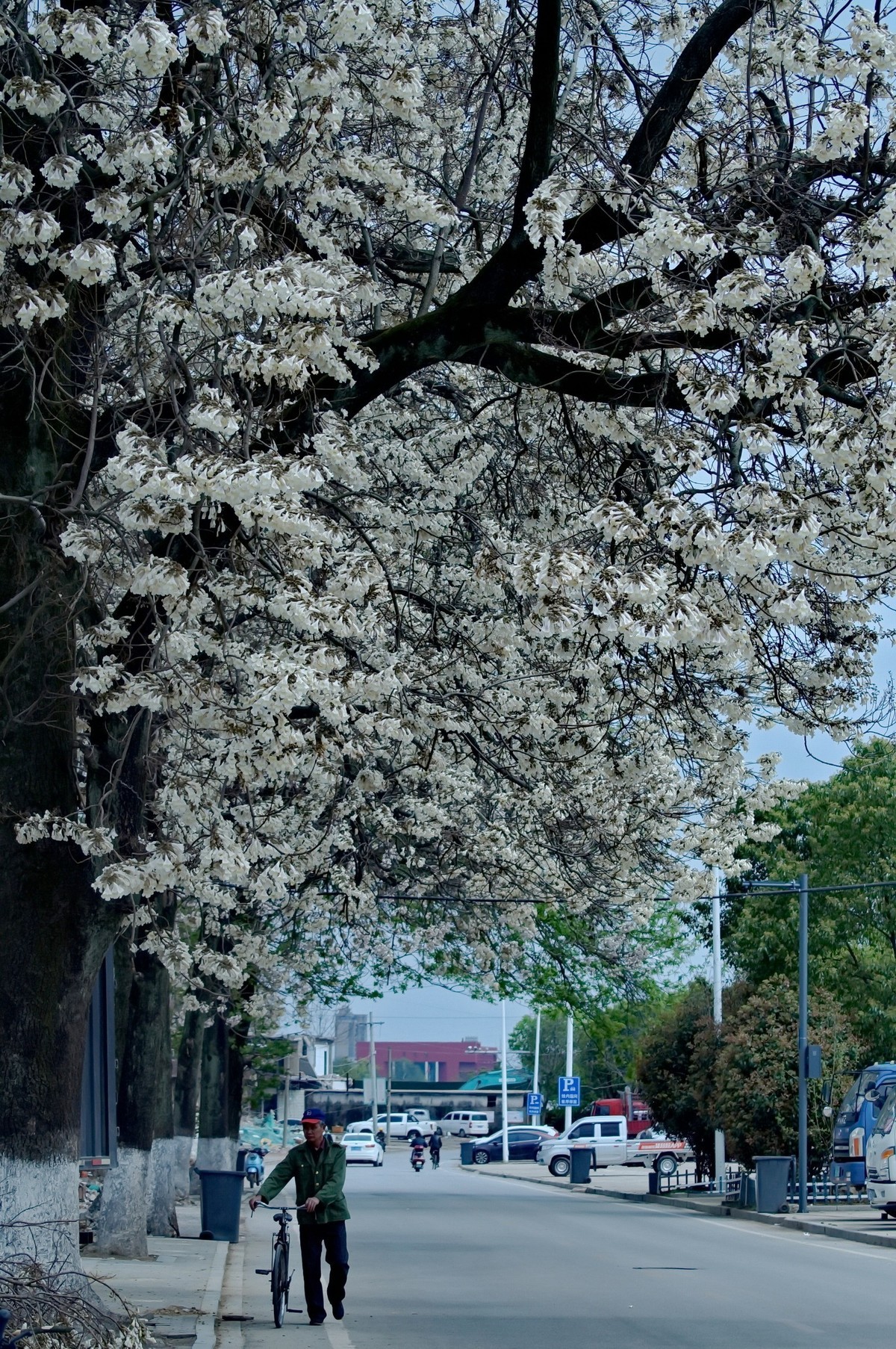春 天 的 泡 桐 花