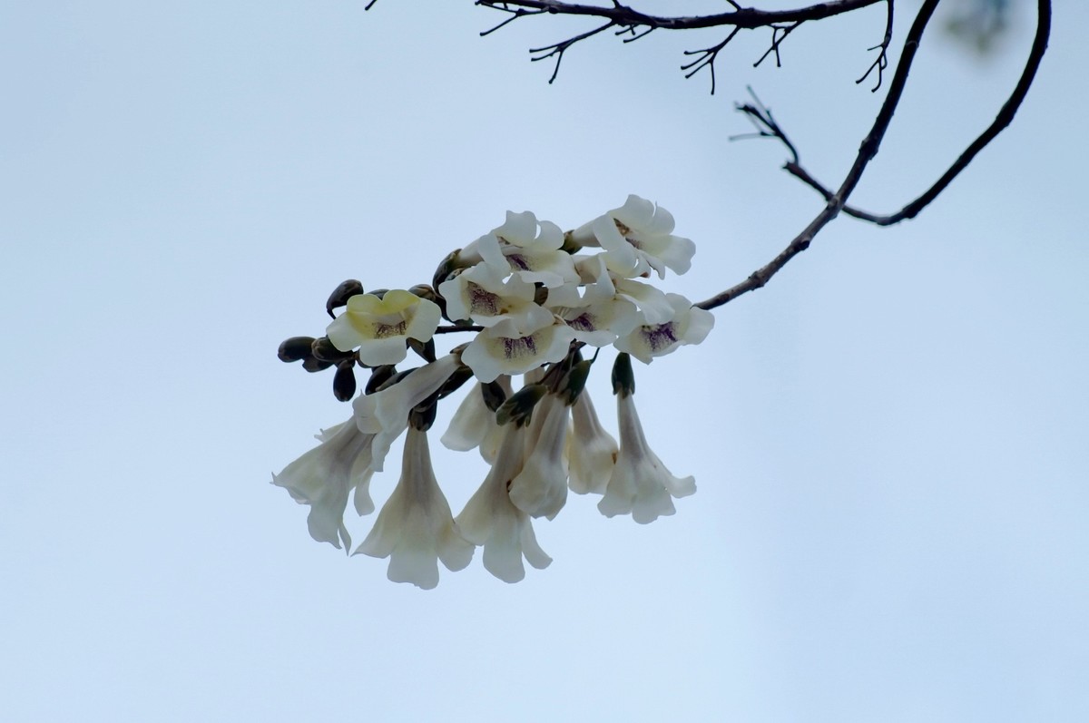 春 天 的 泡 桐 花