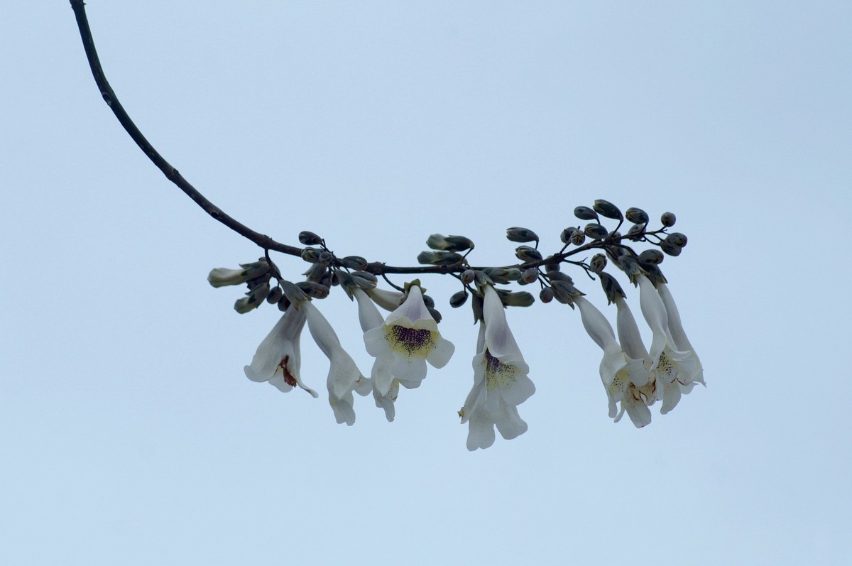 春 天 的 泡 桐 花