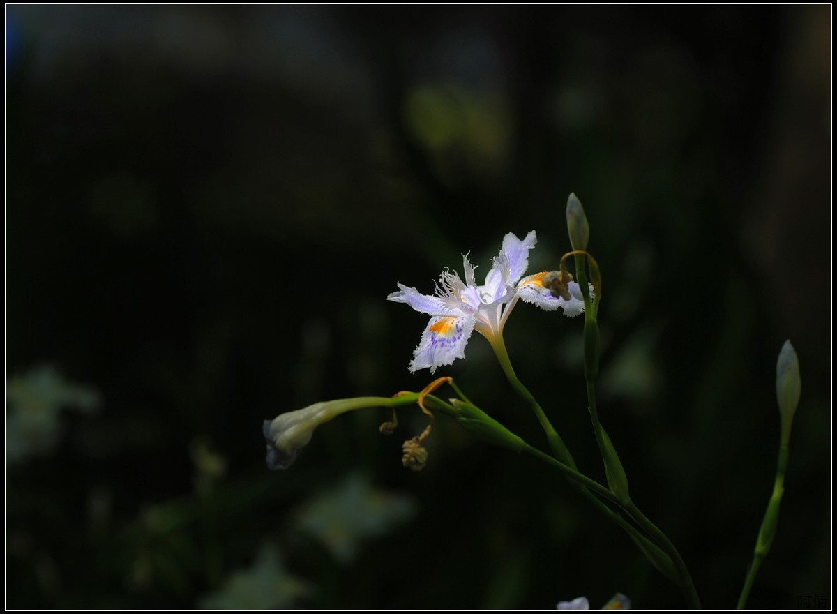 花卉练习（鸢尾花等）