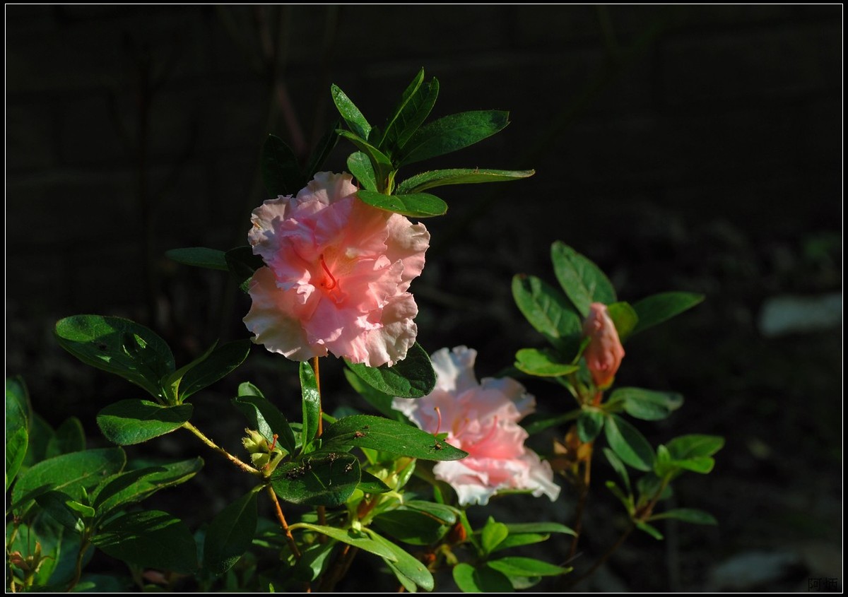 花卉练习（鸢尾花等）