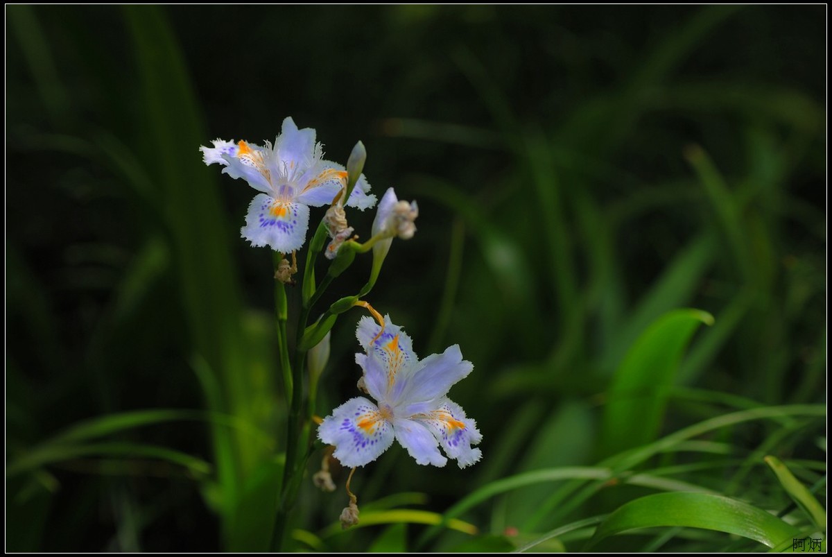 花卉练习（鸢尾花等）