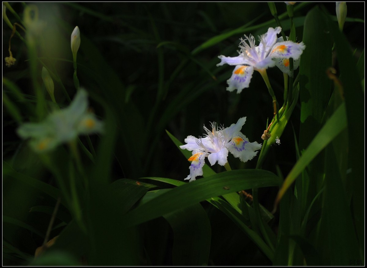 花卉练习（鸢尾花等）