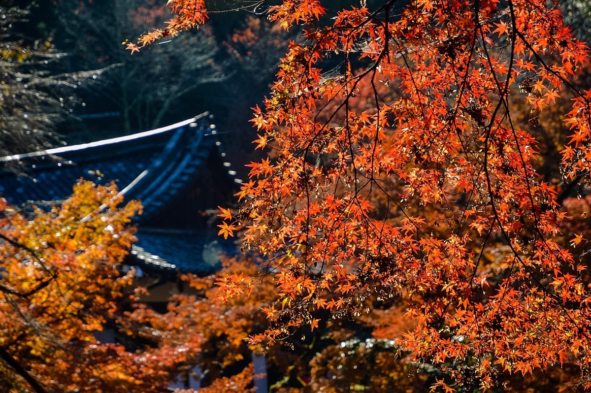 2019年京都红叶季216