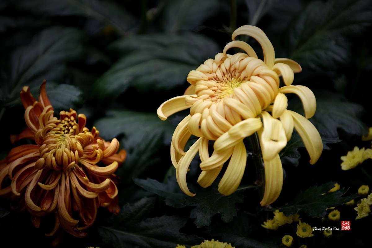 #版主坐堂#小五星空(中国)2022年12月精品荟萃