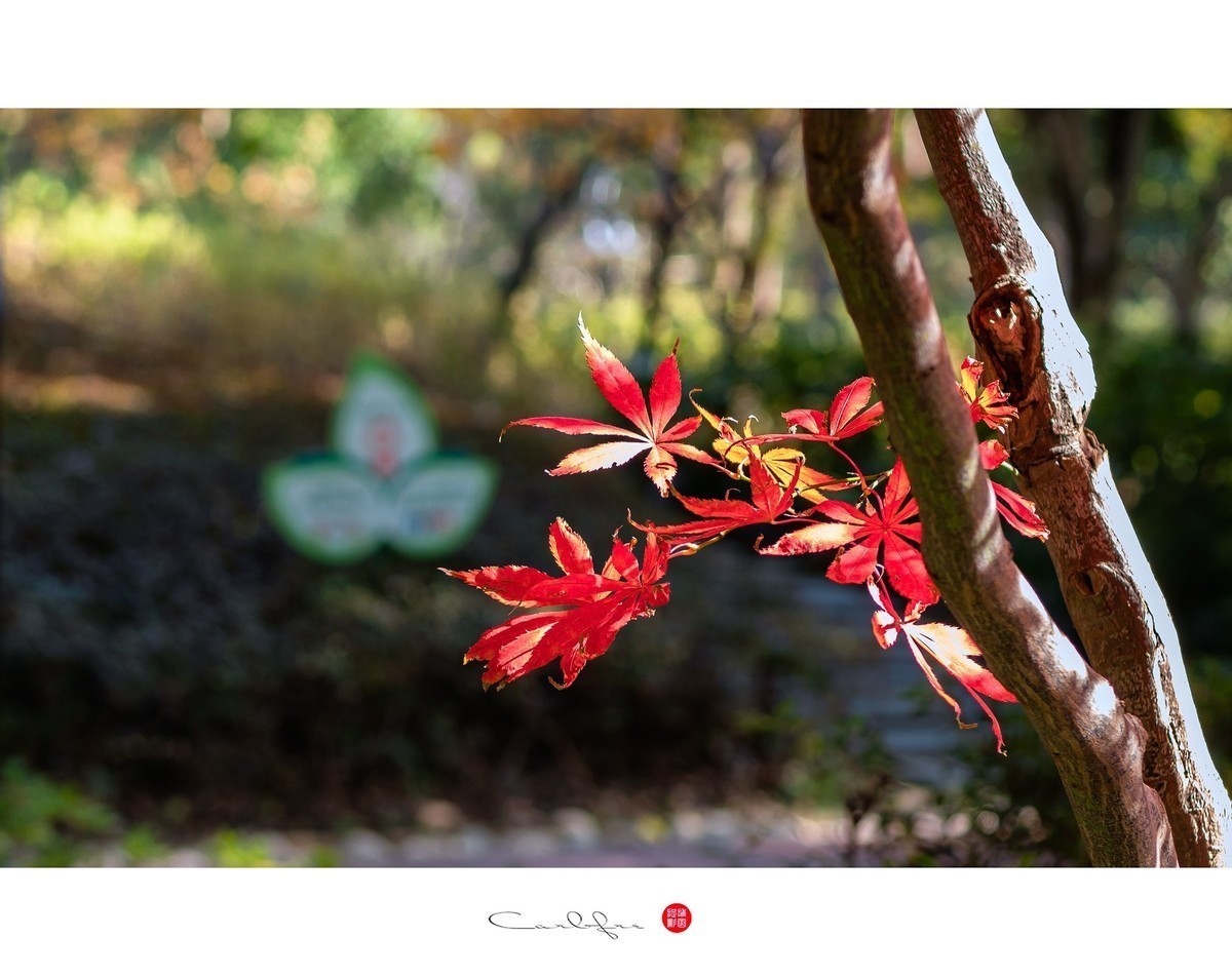 #版主坐堂#小五星空(中国)2022年12月精品荟萃