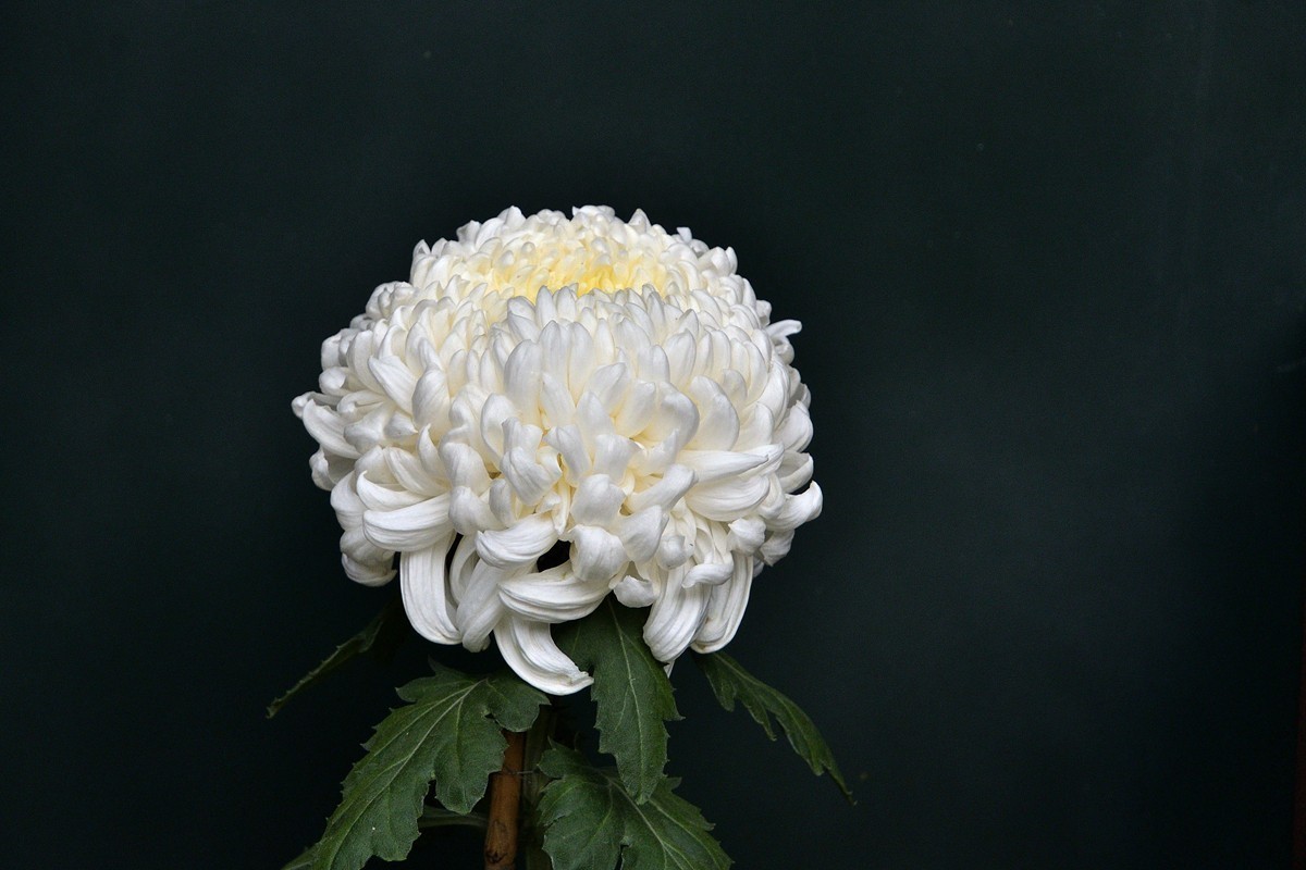 #版主坐堂#小五星空(中国)2022年12月精品荟萃