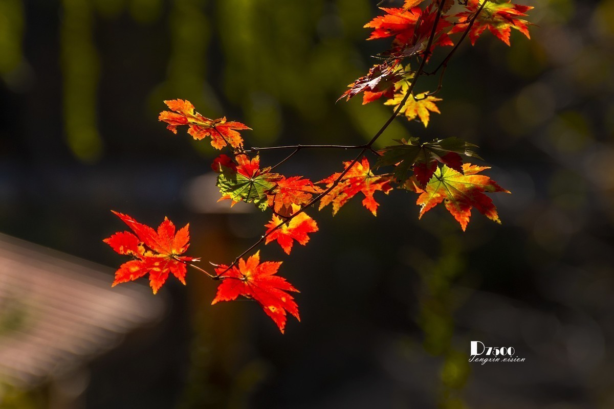 #版主坐堂#小五星空(中国)2022年12月精品荟萃