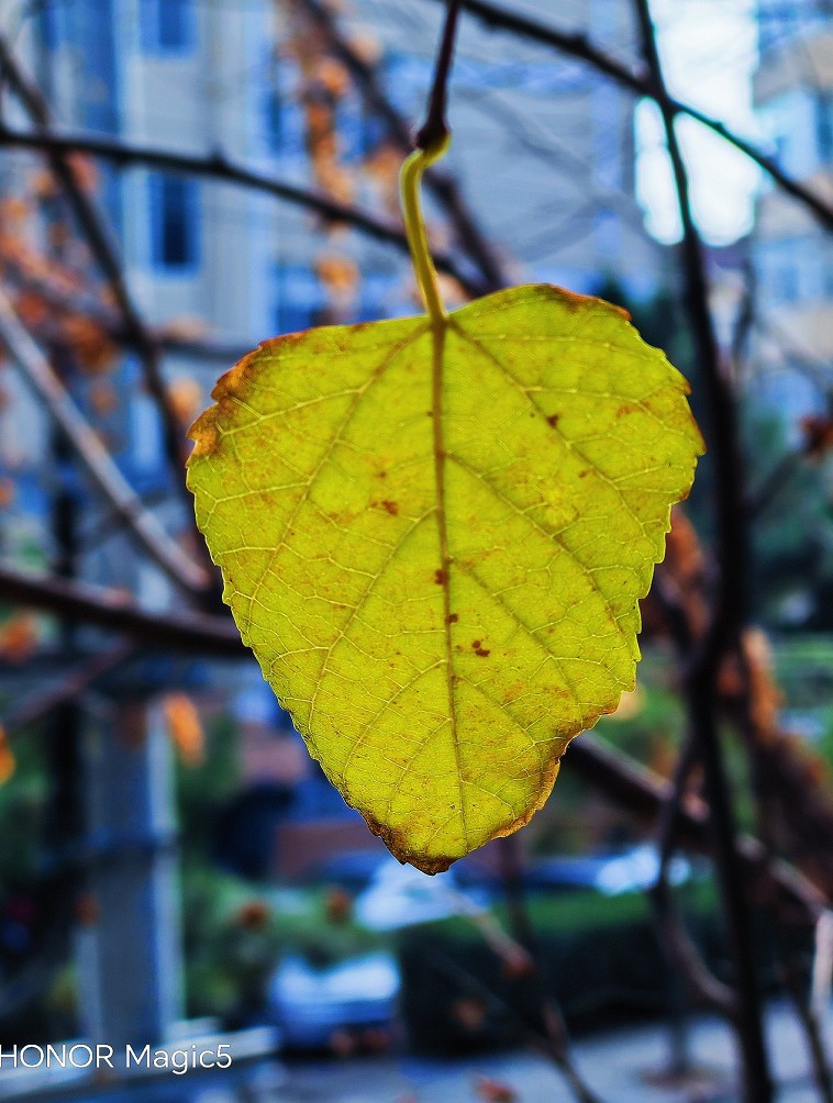 成都老巷子扫街抓怕片，还有几张刚买的手机实验片！