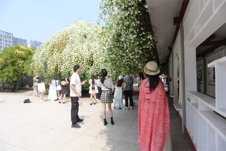 洛阳木香子花开喜迎中外嘉宾
