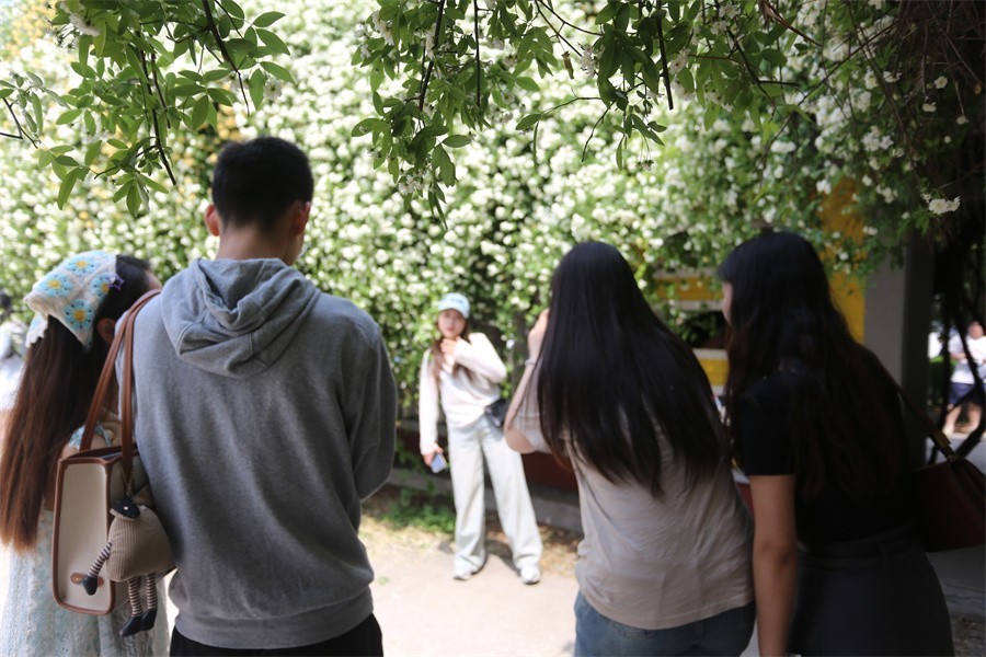 洛阳木香子花开喜迎中外嘉宾