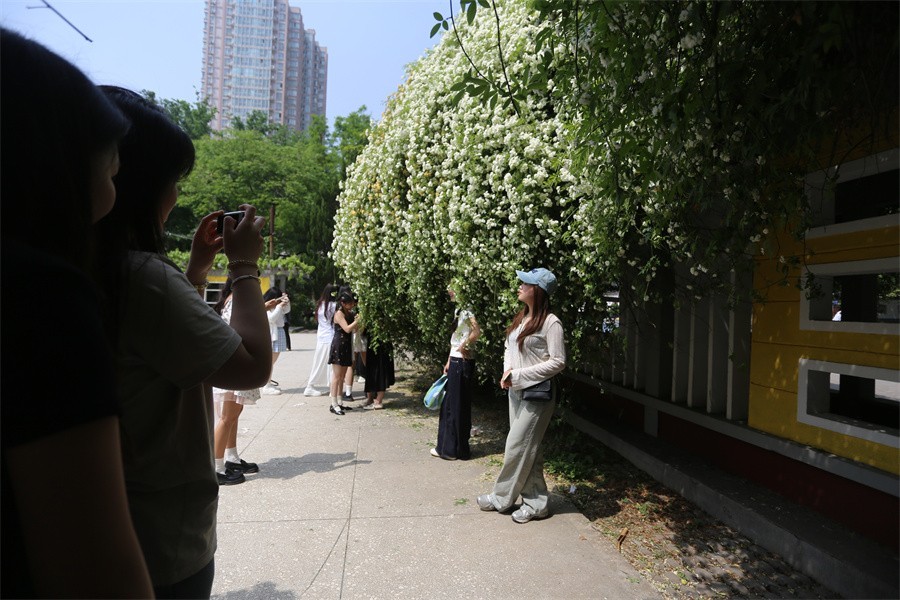 洛阳木香子花开喜迎中外嘉宾