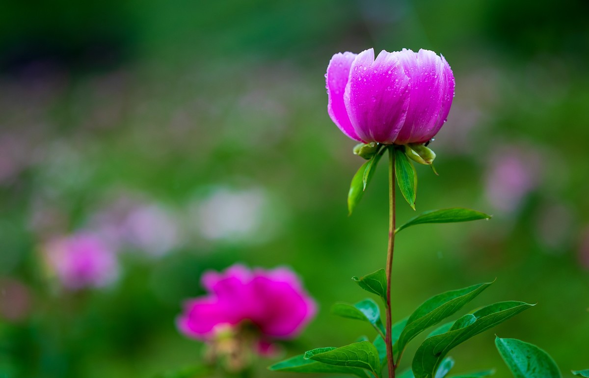 雨中赏花，芍药正当时